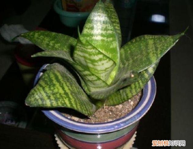 家庭养花大全绿植，养花，45种绿植花卉图文介绍，养殖方法和注意事项