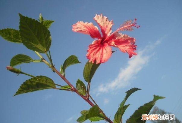 家庭养花大全绿植，养花，45种绿植花卉图文介绍，养殖方法和注意事项