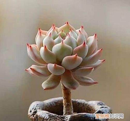 家庭养花大全绿植，养花，45种绿植花卉图文介绍，养殖方法和注意事项