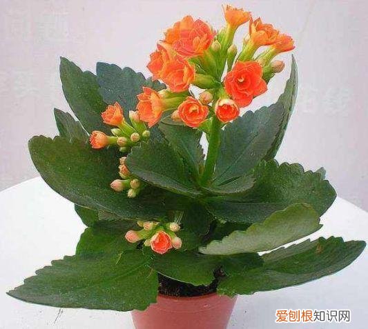 家庭养花大全绿植，养花，45种绿植花卉图文介绍，养殖方法和注意事项