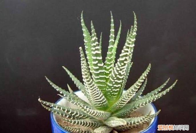 家庭养花大全绿植，养花，45种绿植花卉图文介绍，养殖方法和注意事项