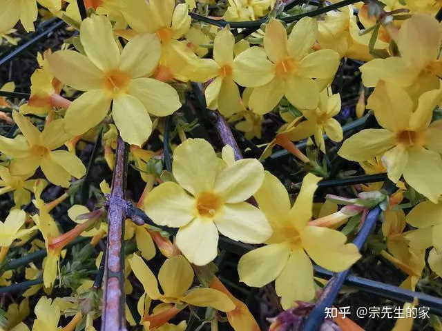 冻不死的花卉，6种花“冻不死”，养在家里长成“元宝树”，花期呼呼“喷雪花”