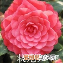 冻不死的花卉，6种花“冻不死”，养在家里长成“元宝树”，花期呼呼“喷雪花”