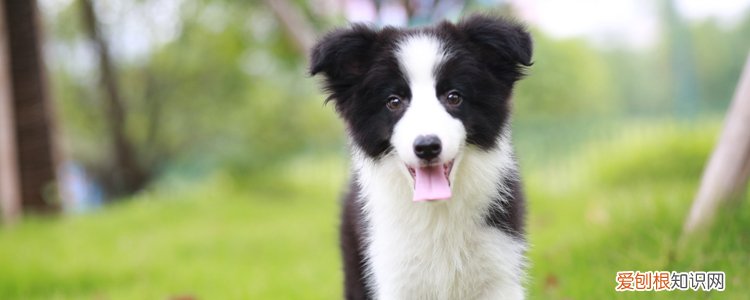 边牧多大开始训练,成功的训练可以更好的帮助边牧成长,边牧从什么时候开始训练