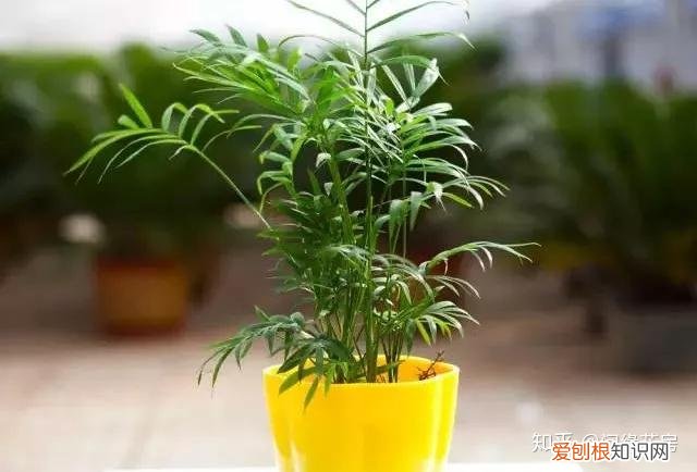 常见花卉绿植，30种 · 绿植花卉大全，以后养花不怕不认识了，值得收藏！