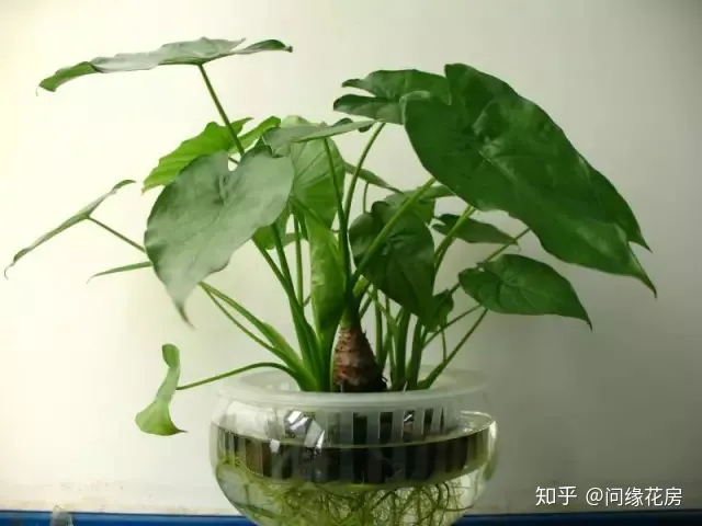 常见花卉绿植，30种 · 绿植花卉大全，以后养花不怕不认识了，值得收藏！