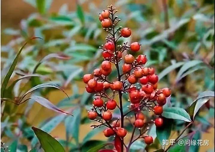 常见花卉绿植，30种 · 绿植花卉大全，以后养花不怕不认识了，值得收藏！