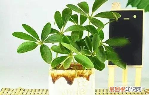 常见花卉绿植，30种 · 绿植花卉大全，以后养花不怕不认识了，值得收藏！