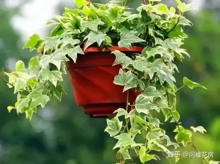 常见花卉绿植，30种 · 绿植花卉大全，以后养花不怕不认识了，值得收藏！