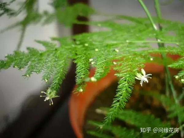 常见花卉绿植，30种 · 绿植花卉大全，以后养花不怕不认识了，值得收藏！