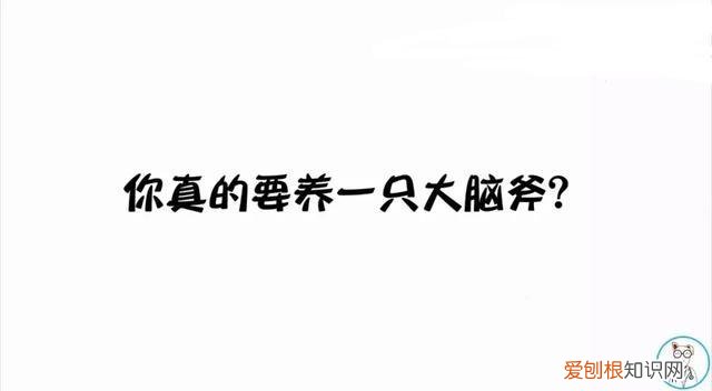 只有养宠物的人才懂，听说你想养宠物？5分钟读完这篇文章，让你成为优秀铲屎官