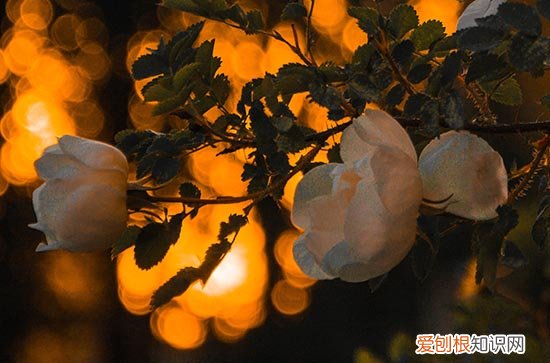 2023年三伏天从什么时候开始 2023年最新三伏天时间表预览