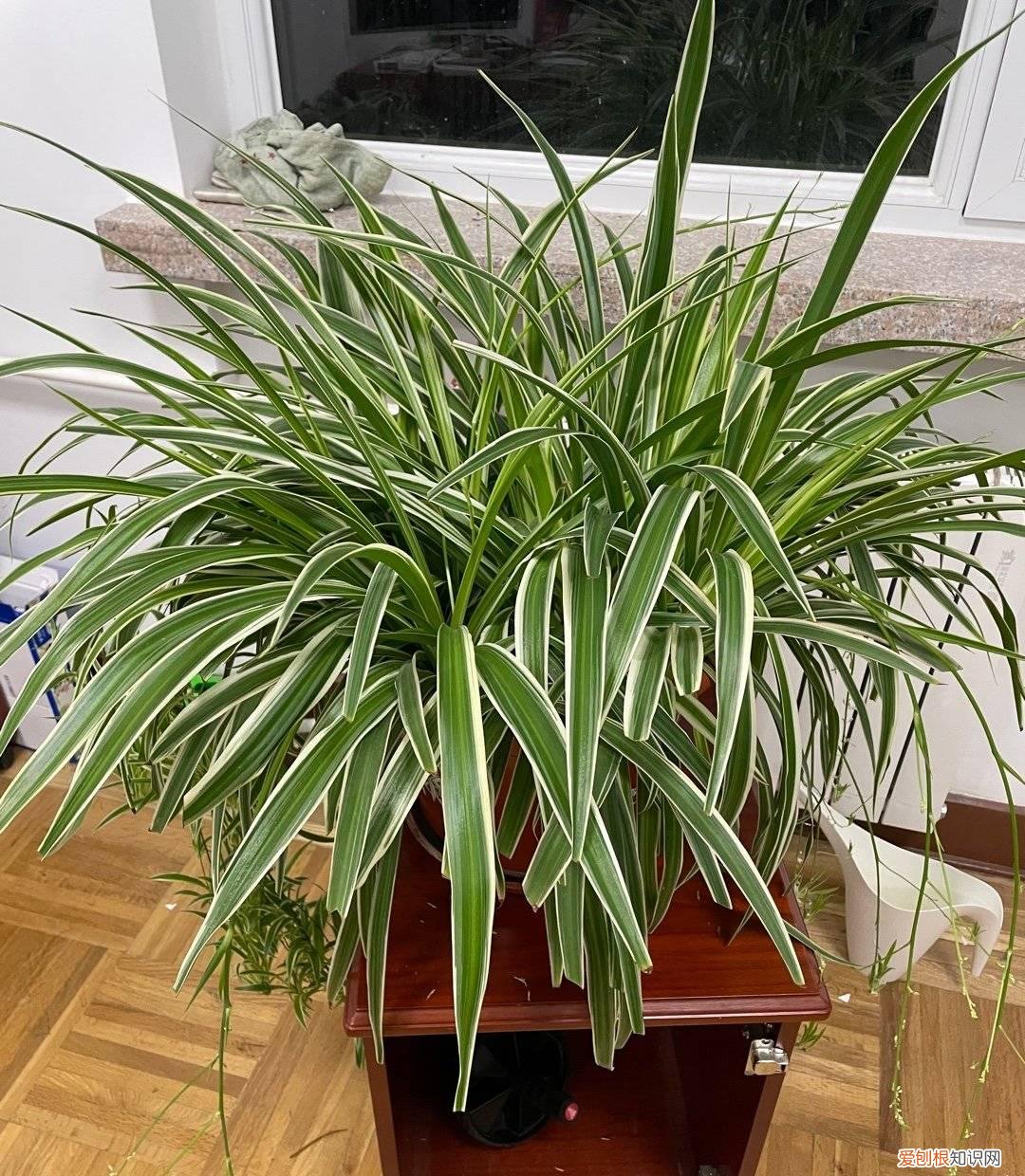 吊兰是不是用大盆栽好一点,养好吊兰很容易,3个“细节”做好,肥壮茂盛,好多小吊兰匍匐茎