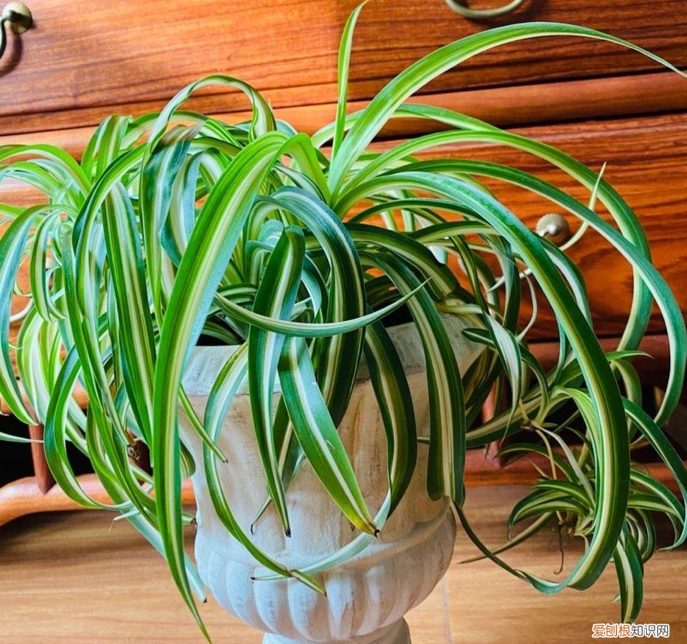 吊兰是不是用大盆栽好一点,养好吊兰很容易,3个“细节”做好,肥壮茂盛,好多小吊兰匍匐茎