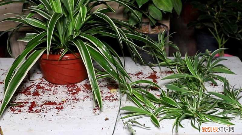 吊兰怎么养叶子又宽又大，养好吊兰，有3招，叶子又多又大又绿，还有小吊兰