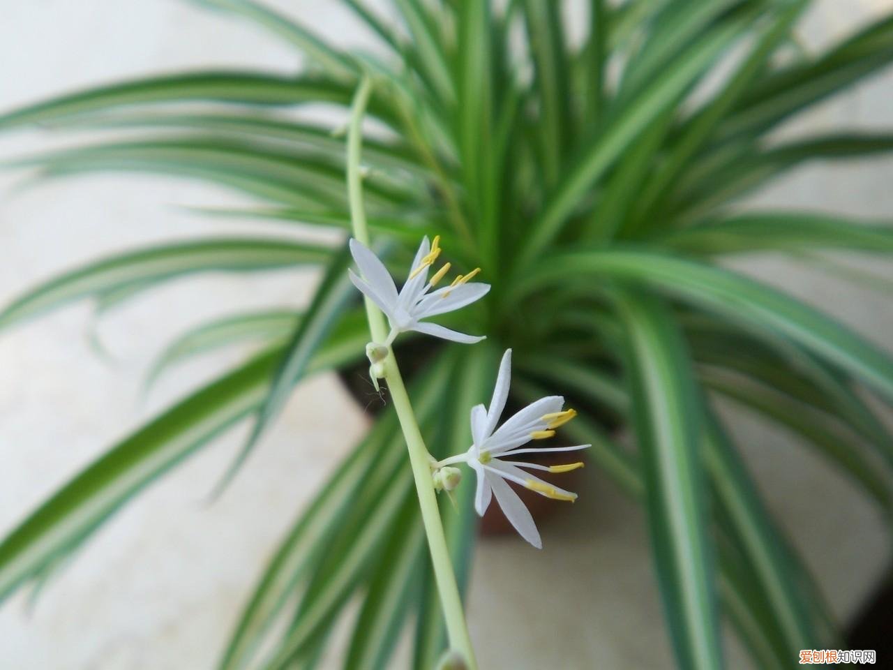 吊兰怎么养叶子又宽又大，养好吊兰，有3招，叶子又多又大又绿，还有小吊兰