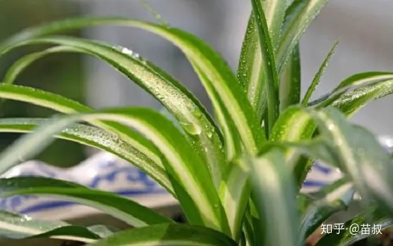 苗叔花友分享 吊兰发根后如何上盆，吊兰怎么养才能爆盆？记住这几项