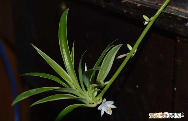 吸甲醛植物十大排行榜，吊兰的养殖方法和注意事项