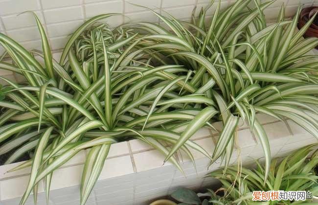 吸甲醛植物十大排行榜，吊兰的养殖方法和注意事项