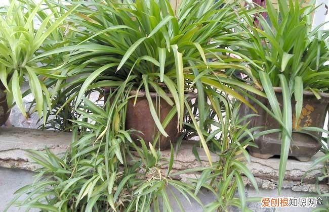 吸甲醛植物十大排行榜，吊兰的养殖方法和注意事项