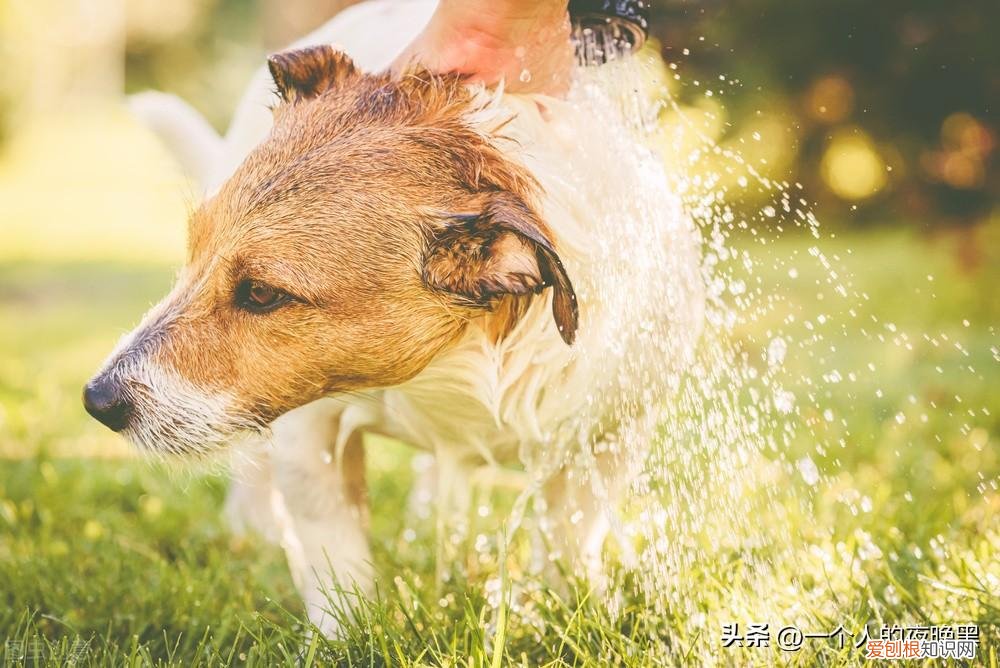 新手养狗的一些基础知识,看看你做到了几个问题，新手养狗的一些基础知识，看看你做到了几个？
