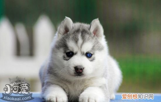 哈士奇撒手没?为什么哈士奇一放手就不见?,哈士奇真的撒手没吗