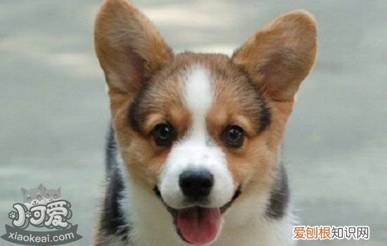 如何训练柯基吃饭,狗狗用餐礼仪的训练方法,柯基犬饮食注意事项