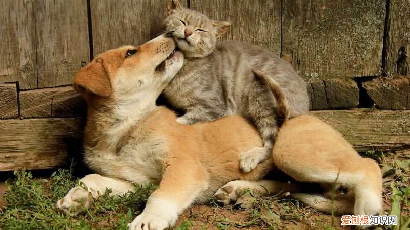 狗的趣味知识，涨知识了，10个关于狗的冷知识，知道8个以上你就是资深宠物管家