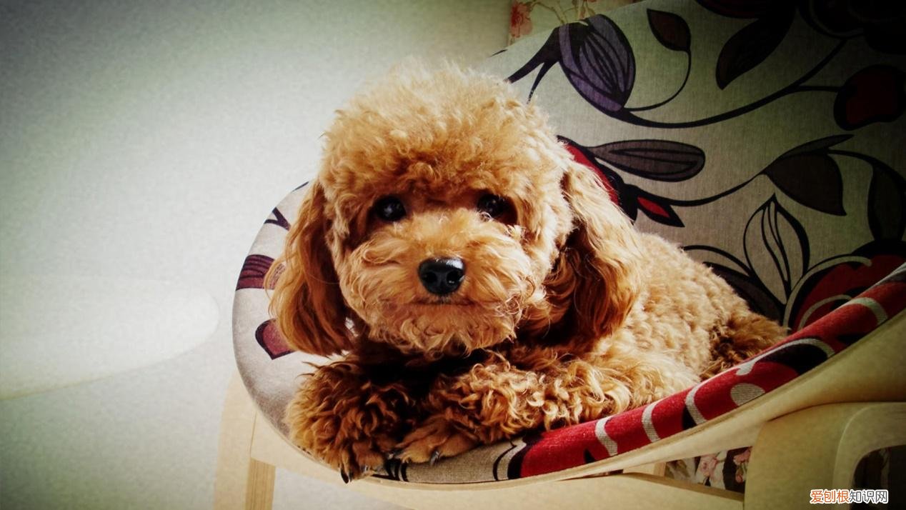 狗的趣味知识，涨知识了，10个关于狗的冷知识，知道8个以上你就是资深宠物管家