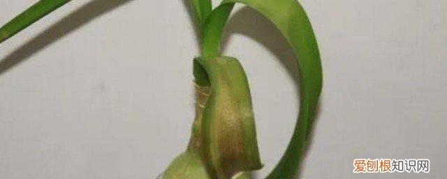 洋葱有毒素吗 海葱有毒对人的危害