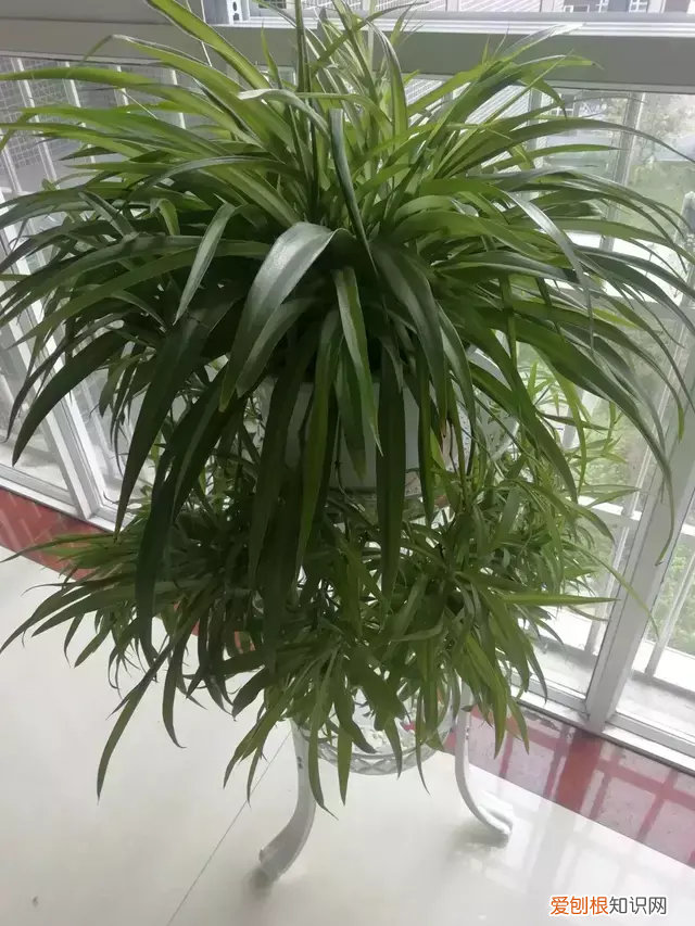 吊兰为何不长小吊兰,你养的吊兰从来不长个?教你学会这一招,生出一堆小吊兰!