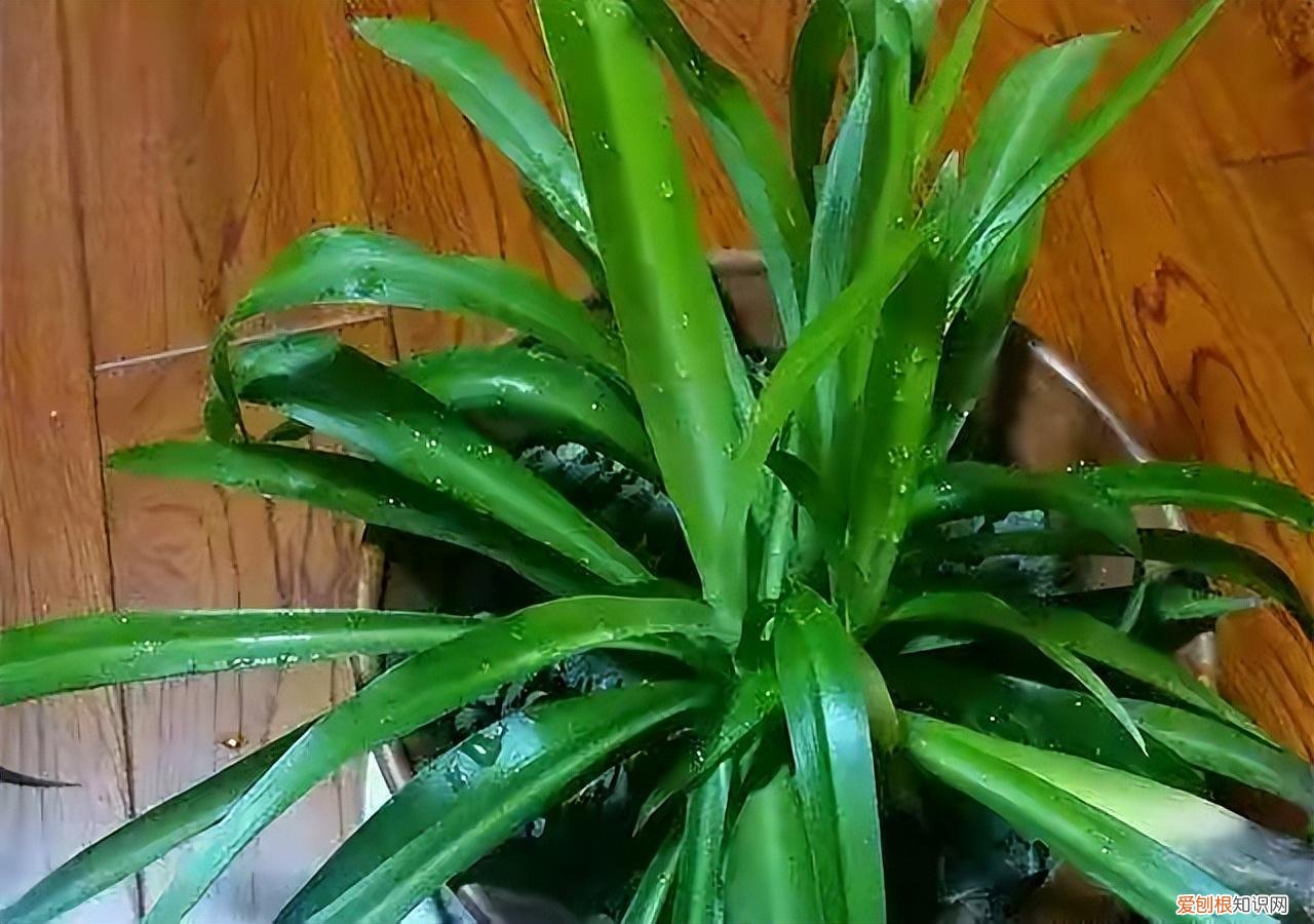 绿叶吊兰怎么养才能更旺盛，夏天养吊兰，做好“2件事”，叶子茂盛翠绿，状态完美长爆盆