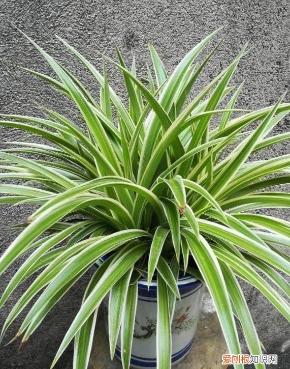 绿叶吊兰怎么养才能更旺盛，夏天养吊兰，做好“2件事”，叶子茂盛翠绿，状态完美长爆盆