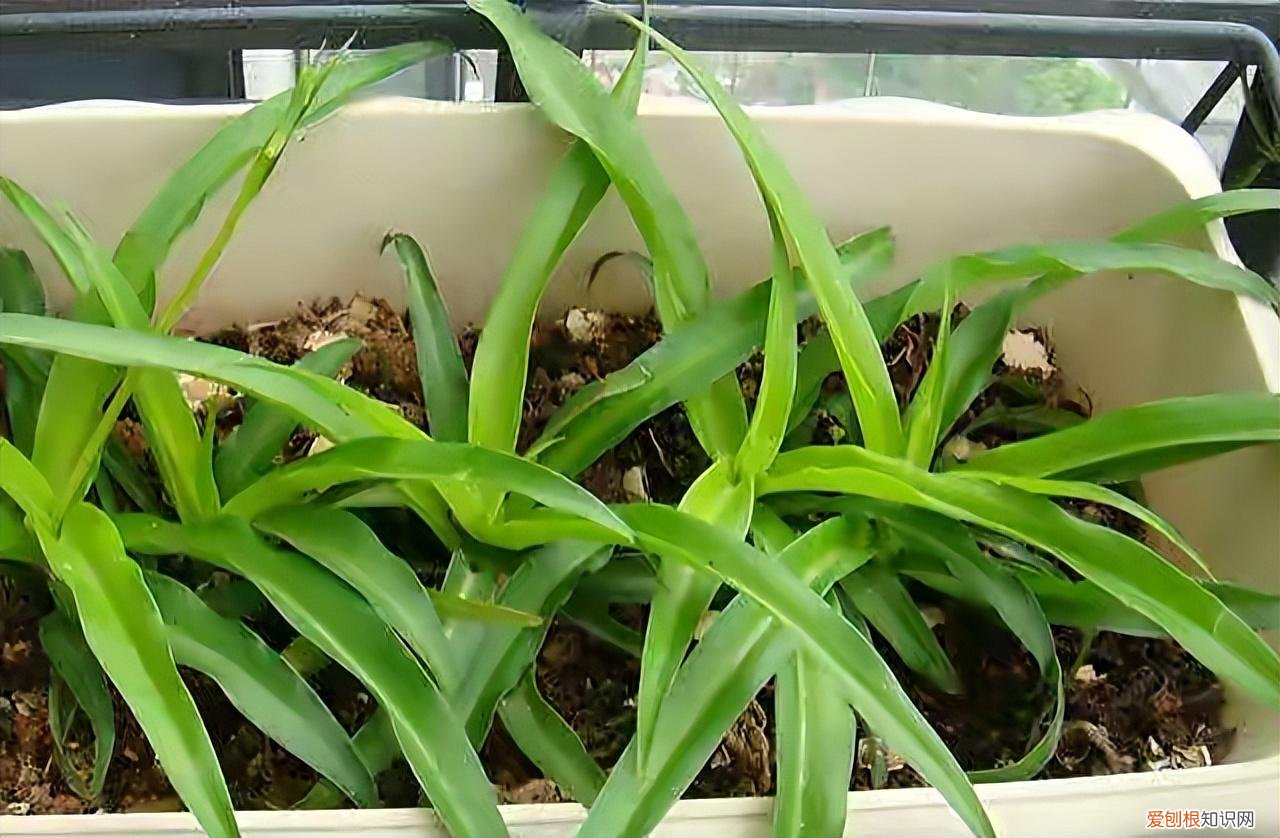 绿叶吊兰怎么养才能更旺盛，夏天养吊兰，做好“2件事”，叶子茂盛翠绿，状态完美长爆盆