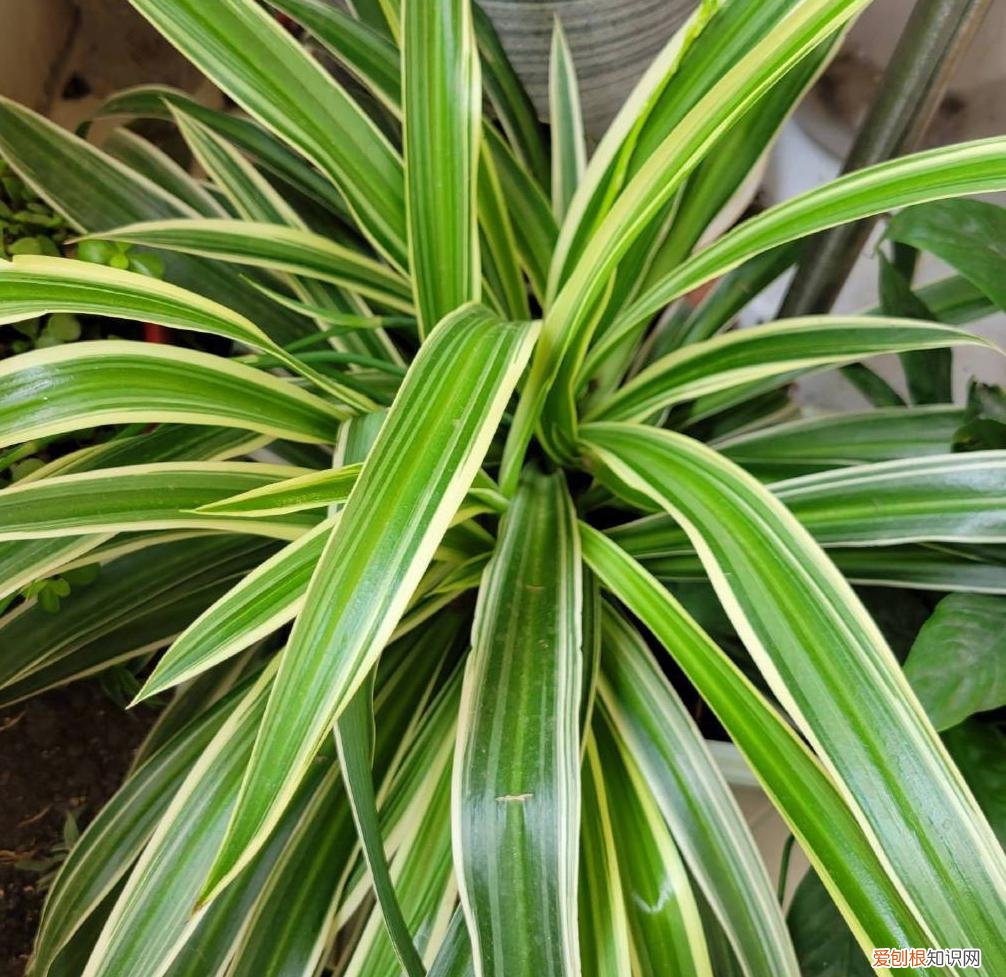 绿叶吊兰怎么养才能更旺盛，夏天养吊兰，做好“2件事”，叶子茂盛翠绿，状态完美长爆盆