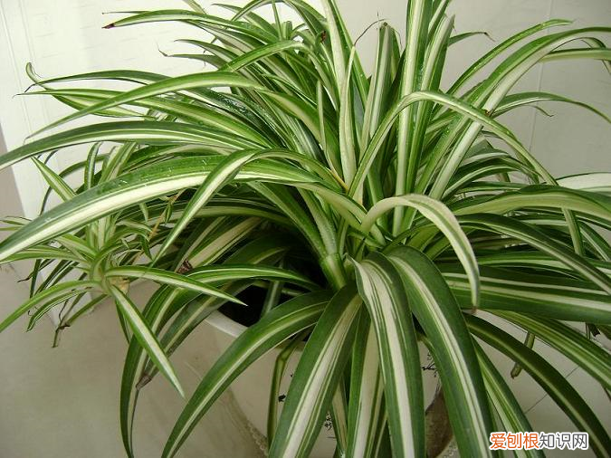 吊兰光长根不长叶，吊兰用这方法养，叶子长到三指宽，碧绿油亮的反光