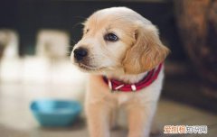 犬安定信号的意义，并不只是为了消除紧张感，狗 安定信号