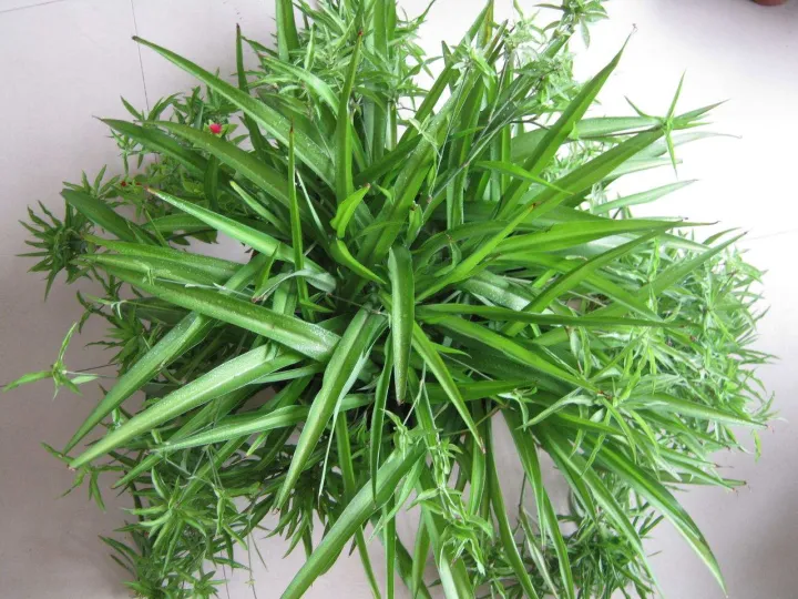 采光不好怎么养花,家中光线不好没关系,这四种花放在室内最合适,附养护方法