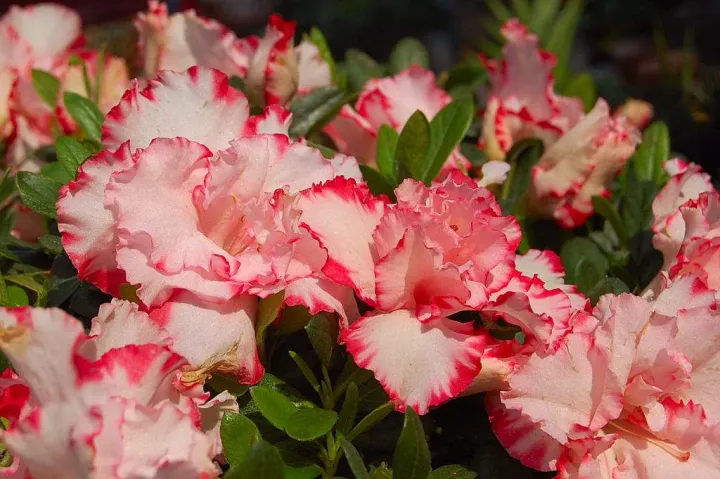 采光不好怎么养花,家中光线不好没关系,这四种花放在室内最合适,附养护方法