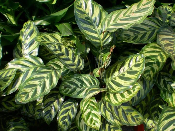 采光不好怎么养花,家中光线不好没关系,这四种花放在室内最合适,附养护方法