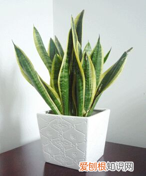 植物放什么可以疯长，植物的疯长小机关，养花注意这几点，家里的植物长得快