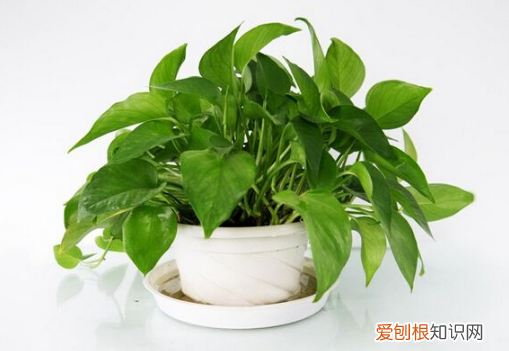 植物放什么可以疯长，植物的疯长小机关，养花注意这几点，家里的植物长得快