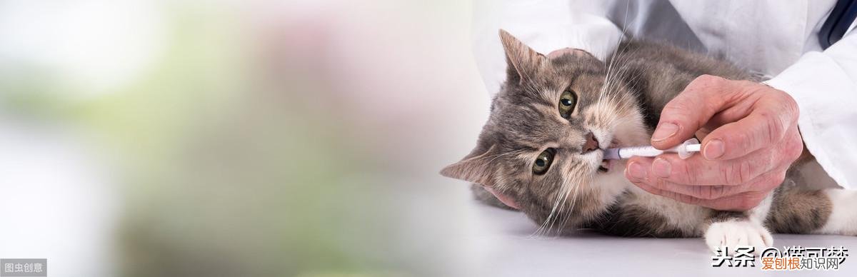 宠物在线问答，宠物知识小讲堂！第一期，宠物常见症状有哪些？如何处理？