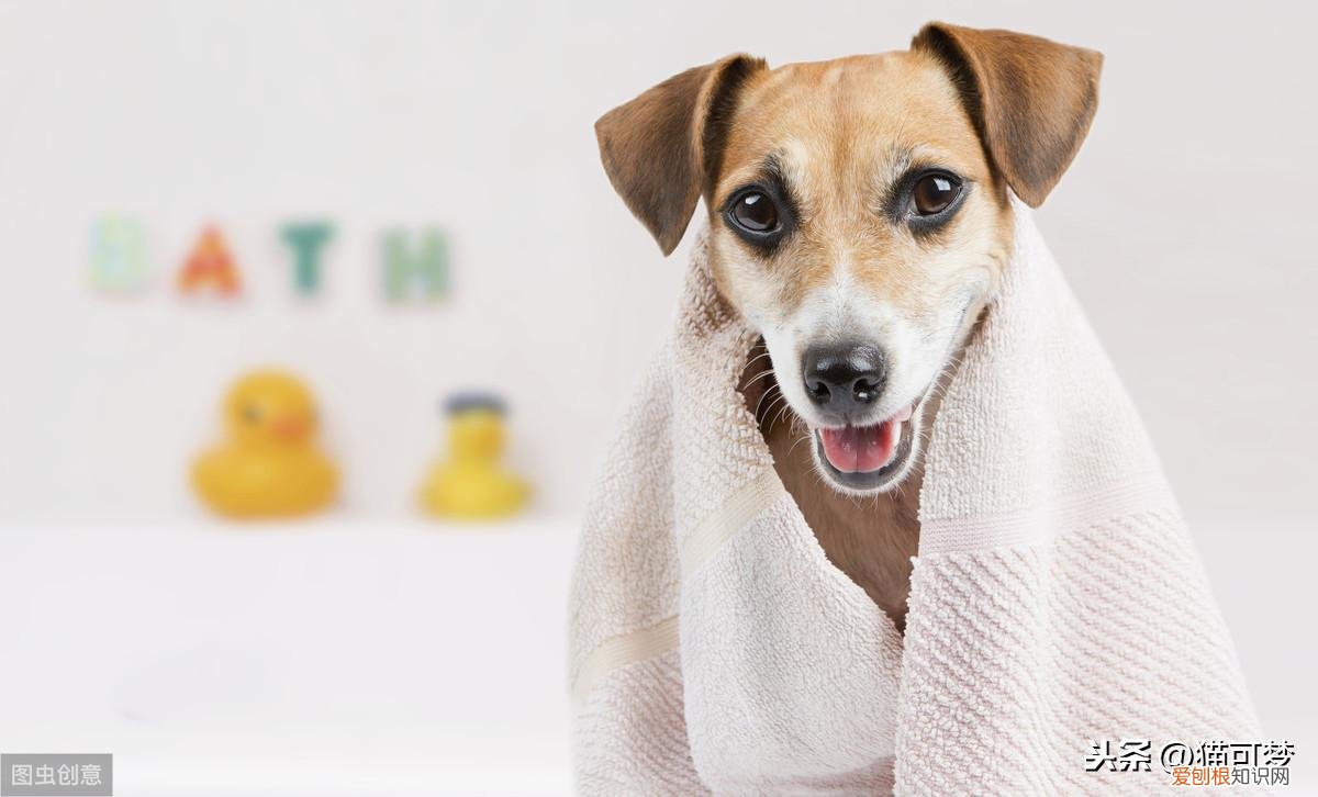 宠物在线问答，宠物知识小讲堂！第一期，宠物常见症状有哪些？如何处理？