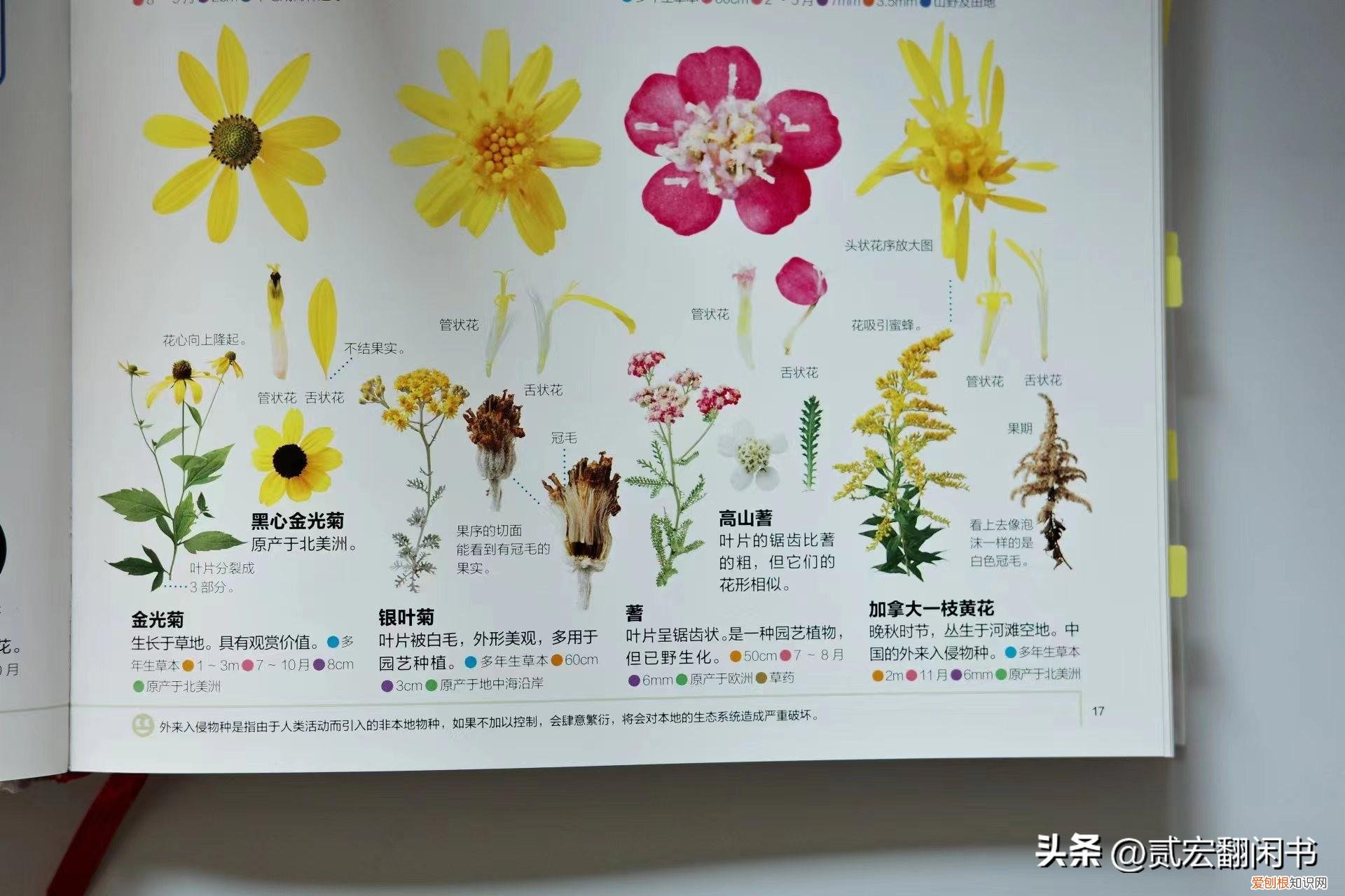 走进花的世界,花的海洋,花的生活，用一朵花开的时间，读本《花的世界》，领略1250种花的姿态