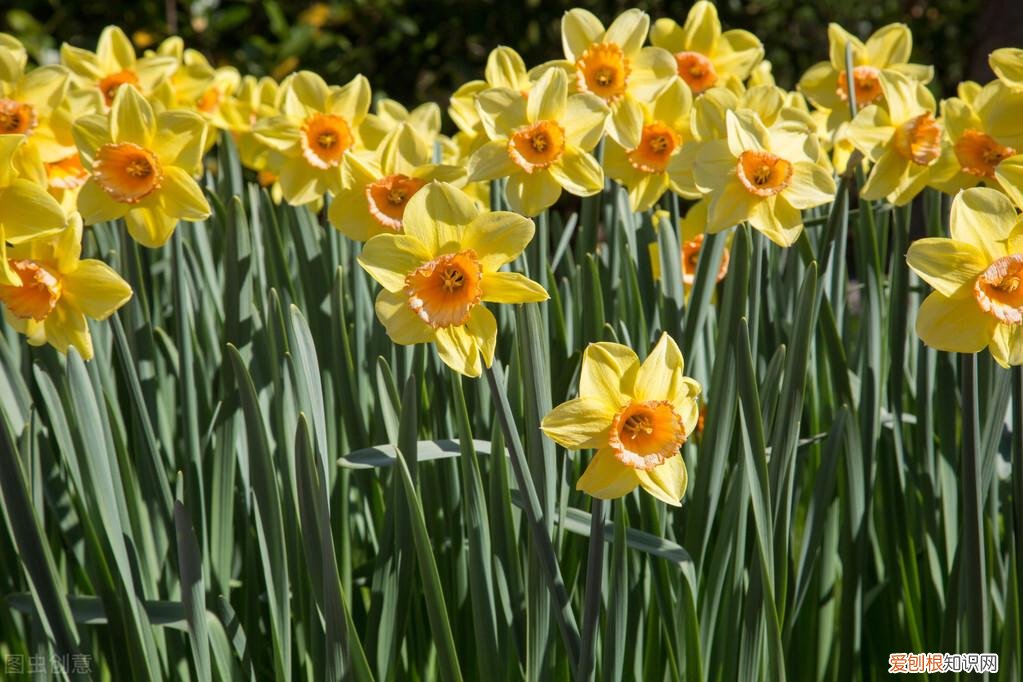 花卉相关书籍,园艺相关书籍、杂志等推荐,让你沉迷于园艺的知识海洋当中