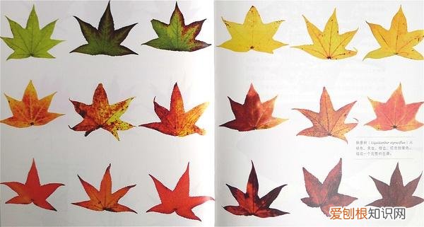 园艺入门书籍推荐,养花新手,求推荐从种子到长大的相关书籍?