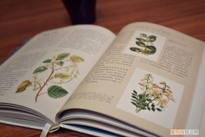 园艺入门书籍推荐,养花新手,求推荐从种子到长大的相关书籍?