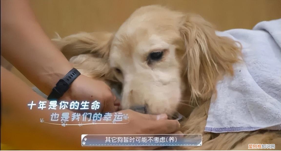 当一名宠物医生,《宠物医生》:所有生命都应得到同等尊重