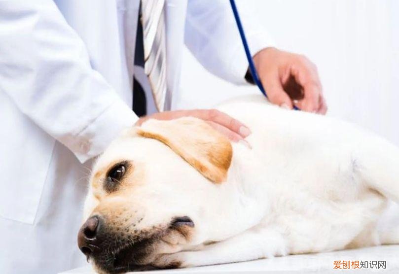 宠物医生姚海峰的评价，宠物医生佟鑫海：用爱守护 用心对待